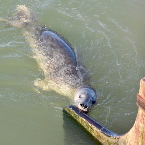 Zeehond Wad op het roer@Gouden vloot zeilreizen