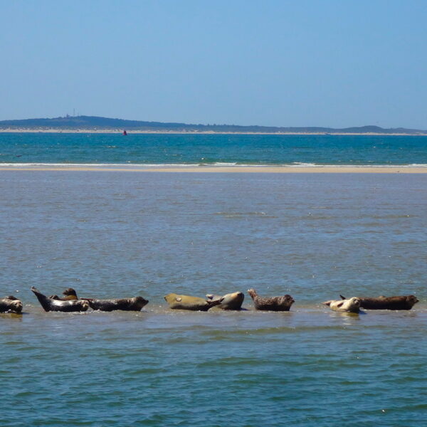 Zeehondjes op eilandWad@Gouden Vloot zeilreizen